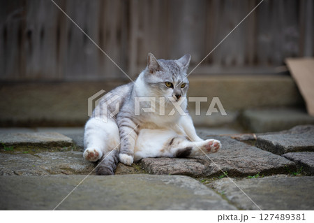 佐渡島　宿根木で出会った猫 127489381