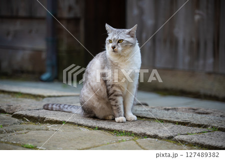 佐渡島　宿根木で出会った猫 127489382