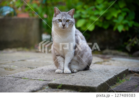 佐渡島　宿根木で出会った猫 127489383