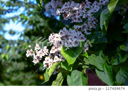 Blooming White Flowers (catalpa) in Sunlight. 127489674