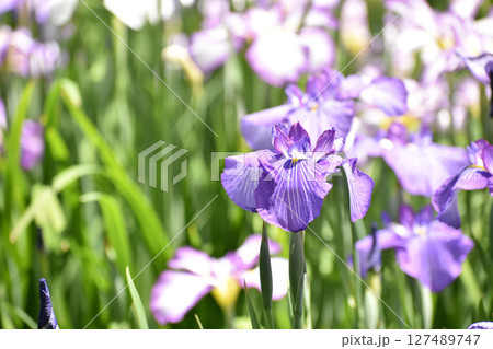 初夏を彩る紫色の花しょうぶ 初夏を彩る紫色の花しょうぶ 127489747