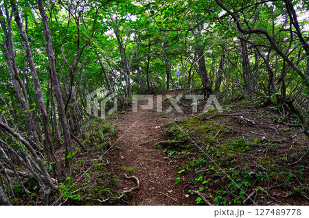 夏の御坂山地　大幡山の山頂 127489778