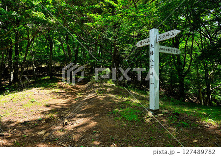 夏の御坂山地　清八山の大幡八丁峠 127489782