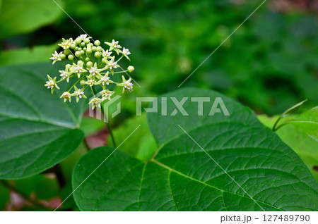 御坂山地の三ツ峠山 ガガイモ科イケマ 御坂山地の三ツ峠山 ガガイモ科イケマ 127489790