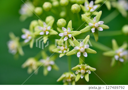 御坂山地の三ツ峠山 ガガイモ科イケマ 御坂山地の三ツ峠山 ガガイモ科イケマ 127489792