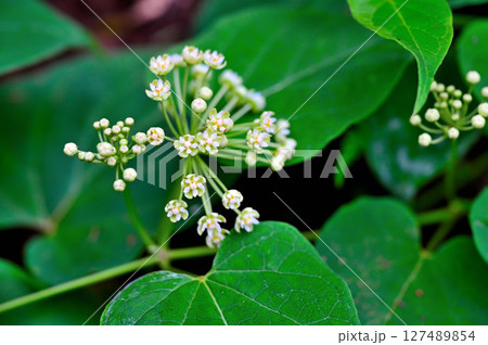 御坂山地の三ツ峠山　ガガイモ科　イケマ 127489854