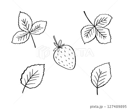 Strawberry vector doodle illustration, leaves and berry outline sketch 127489895