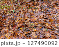 雨の後の色付きの落ち葉 八ヶ岳 横谷渓谷にて 127490092