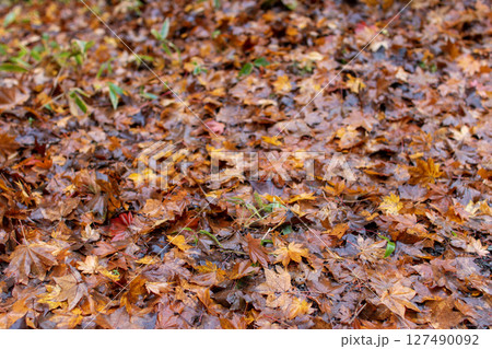 雨の後の色付きの落ち葉 八ヶ岳 横谷渓谷にて 127490092