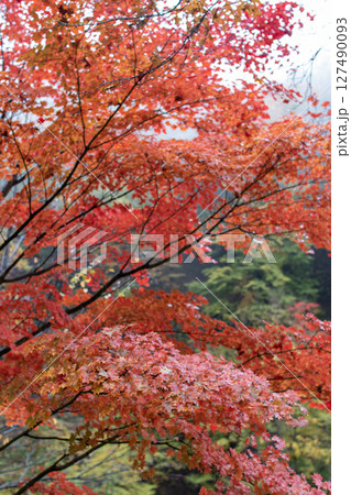 八ヶ岳 横谷渓谷の真っ赤な紅葉 八ヶ岳 横谷渓谷の真っ赤な紅葉 127490093