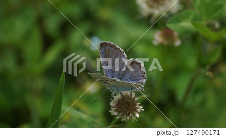 シロツメクサの蜜を吸うオオルリシジミの雄 シロツメクサの蜜を吸うオオルリシジミの雄 127490171