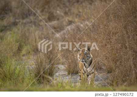 wild male bengal tiger or panthera tigris at bandhavgarh national park forest reserve madhya pradesh india tiger territory stroll walking head on with eye contact in dry grassland summer season safari 127490172