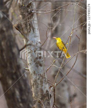wild Indian golden oriole or Oriolus kundoo bird perched on tree branch in dry deciduous background summer season safari at ranthambore national park forest tiger reserve rajasthan india 127490174