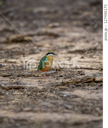 Indian pitta or Pitta brachyura beautiful colorful nine colors face expression on one leg bird perched on ground a summer season migration at ranthambore national park forest tiger reserve india asia Indian pitta or Pitta brachyura beautiful colorful nine colors face expression on one leg bird perched on ground a summer season migration at ranthambore national park forest tiger reserve india asia 127490175