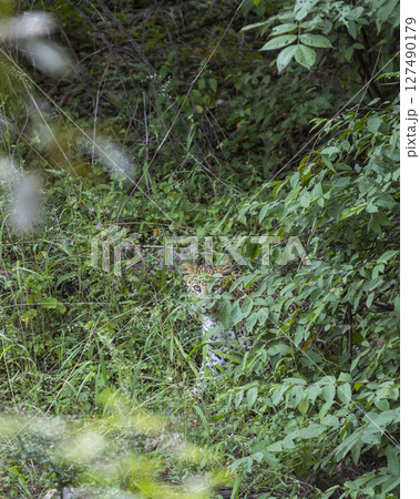Wild shy female Indian leopard or panther or panthera pardus with eye contact in green grass and monsoon season safari blend in environment at ranthambore national park forest reserve rajasthan india 127490179