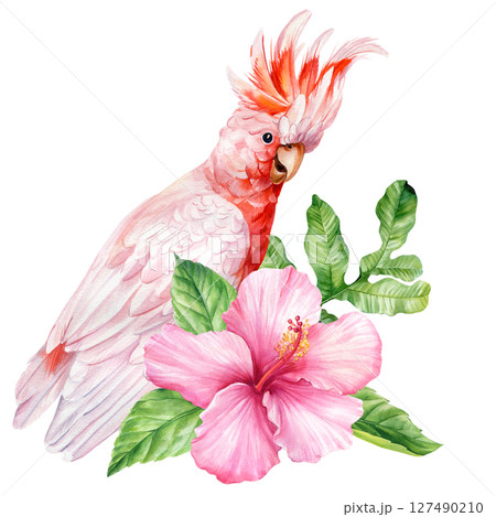 Pink cockatoo with tropical hibiscus flower watercolor illustration for exotic bird clipart nursery wall art summer floral decor 127490210