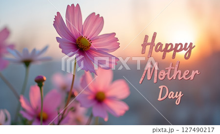 Delicate pink cosmos flowers blooming in springtime for mother's day greeting Delicate pink cosmos flowers blooming in springtime for mother's day greeting 127490217