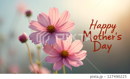 Pink cosmos flowers with happy mother's day greeting in warm sunlight background 127490225