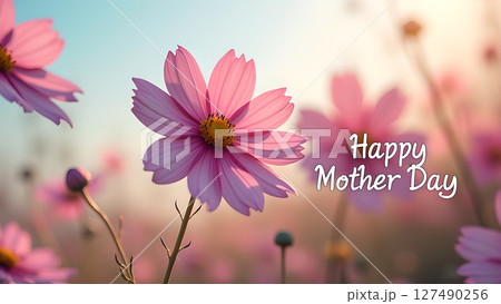 Delicate pink cosmos flowers blooming on mother's day in soft pastel colors 127490256