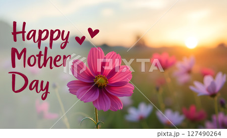 Happy Mother's Day floral card with blooming cosmos flowers at sunset backdrop 127490264
