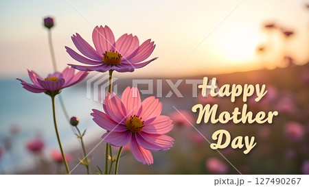 Beautiful Pink Cosmos Flowers Blooming at Sunset for Happy Mother's Day Greeting 127490267