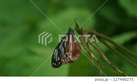 アサギマダラのメス 127490275