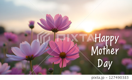Beautiful pink cosmos flowers blooming in a field at sunset for Mother's Day Beautiful pink cosmos flowers blooming in a field at sunset for Mother's Day 127490383
