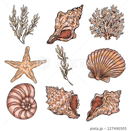 Set of different sea shells, corals and starfishes. Hand-drawn vector illustration 127490505