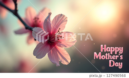 Elegant Pink Blossoms Celebrate Mother's Day with Sunlight and Soft Hues 127490568