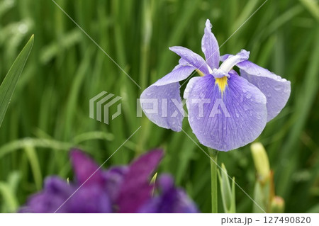 雨に濡れるしっとり美しい花菖蒲 薄紫 雨に濡れるしっとり美しい花菖蒲 薄紫 127490820