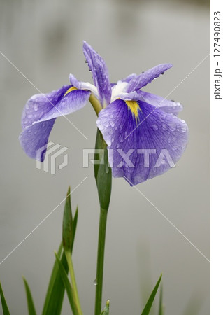 雨に濡れるしっとりと落ち着いた美しい花菖蒲 薄紫 雨に濡れるしっとりと落ち着いた美しい花菖蒲 薄紫 127490823