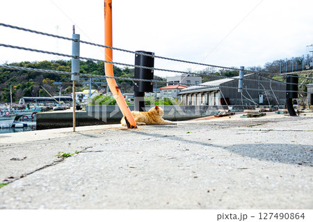 瀬戸内海に浮かぶ男木島の野良猫 127490864