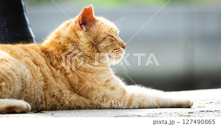 瀬戸内海に浮かぶ男木島の野良猫 127490865