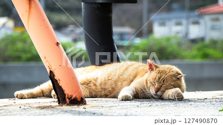 瀬戸内海に浮かぶ男木島の野良猫 瀬戸内海に浮かぶ男木島の野良猫 127490870