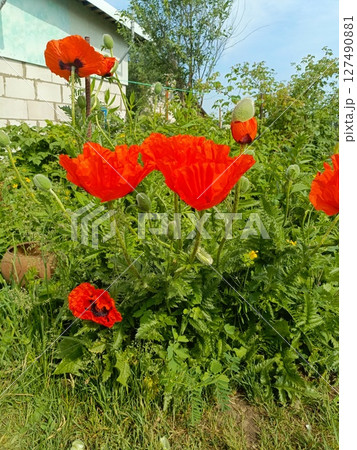 Bright red poppies bloom in a lush green garden. The flowers stand tall among vibrant foliage under a clear blue sky. 127490881