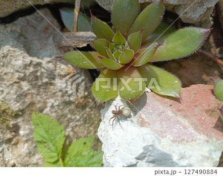 A small brown spider sits on a rock next to a green succulent plant. The scene is natural and showcases elements of a garden environment. 127490884