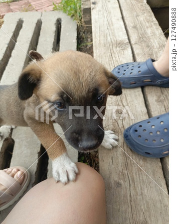 A small brown puppy with a black snout is playfully reaching towards a person's knee. The scene is set on a wooden surface with casual footwear visible. A small brown puppy with a black snout is playfully reaching towards a person's knee. The scene is set on a wooden surface with casual footwear visible. 127490888