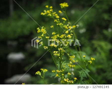 森の中の黄色の可憐な花 127491145