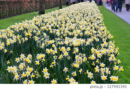 キューケンホフ公園45 キューケンホフ公園45 127491393