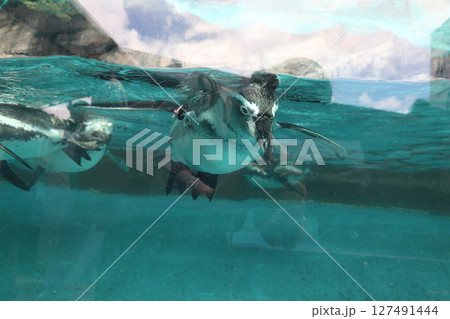 水中を泳ぐペンギン 127491444