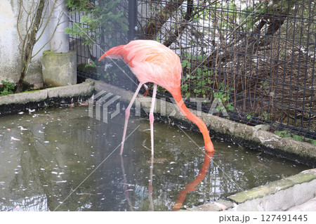 水辺で水を飲むアメリカフラミンゴの横姿 127491445