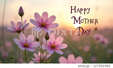 Happy Mother's Day floral background with cosmos flowers and sunset light Happy Mother's Day floral background with cosmos flowers and sunset light 127491460