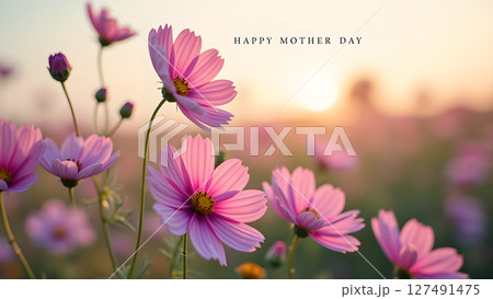 Happy Mother's Day: Beautiful pink cosmos flowers in a serene meadow at sunrise 127491475