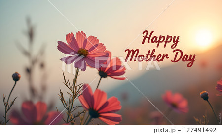 A heartwarming mother's day greeting with soft pink cosmos flowers at sunset A heartwarming mother's day greeting with soft pink cosmos flowers at sunset 127491492