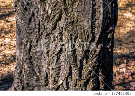 Bark of Amur velvet, or Amur cork tree, Phellodendron amurense. Cork tree bark texture. Old Tree bark texture. Natural background. Bark of Amur velvet, or Amur cork tree, Phellodendron amurense. Cork tree bark texture. Old Tree bark texture. Natural background. 127491493