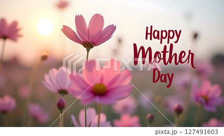 Beautiful pink cosmos flowers blooming at sunset celebrating mother's day 127491603