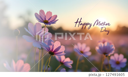 Gentle Cosmos Flowers Greeting Happy Mother's Day with Golden Sunset Light 127491605