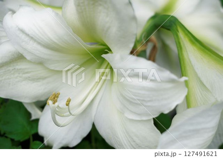 アマリリス 127491621