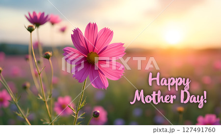 Celebrate Mother's Day with a beautiful field of Cosmos flowers at sunrise 127491760