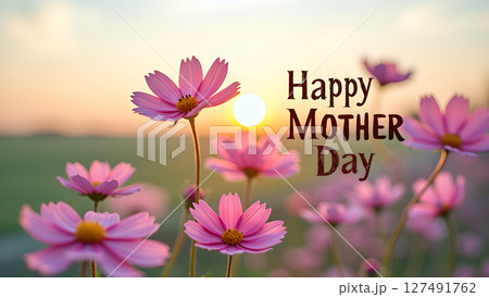 Pink cosmos flowers blooming at sunset celebrate Happy Mother's Day message 127491762
